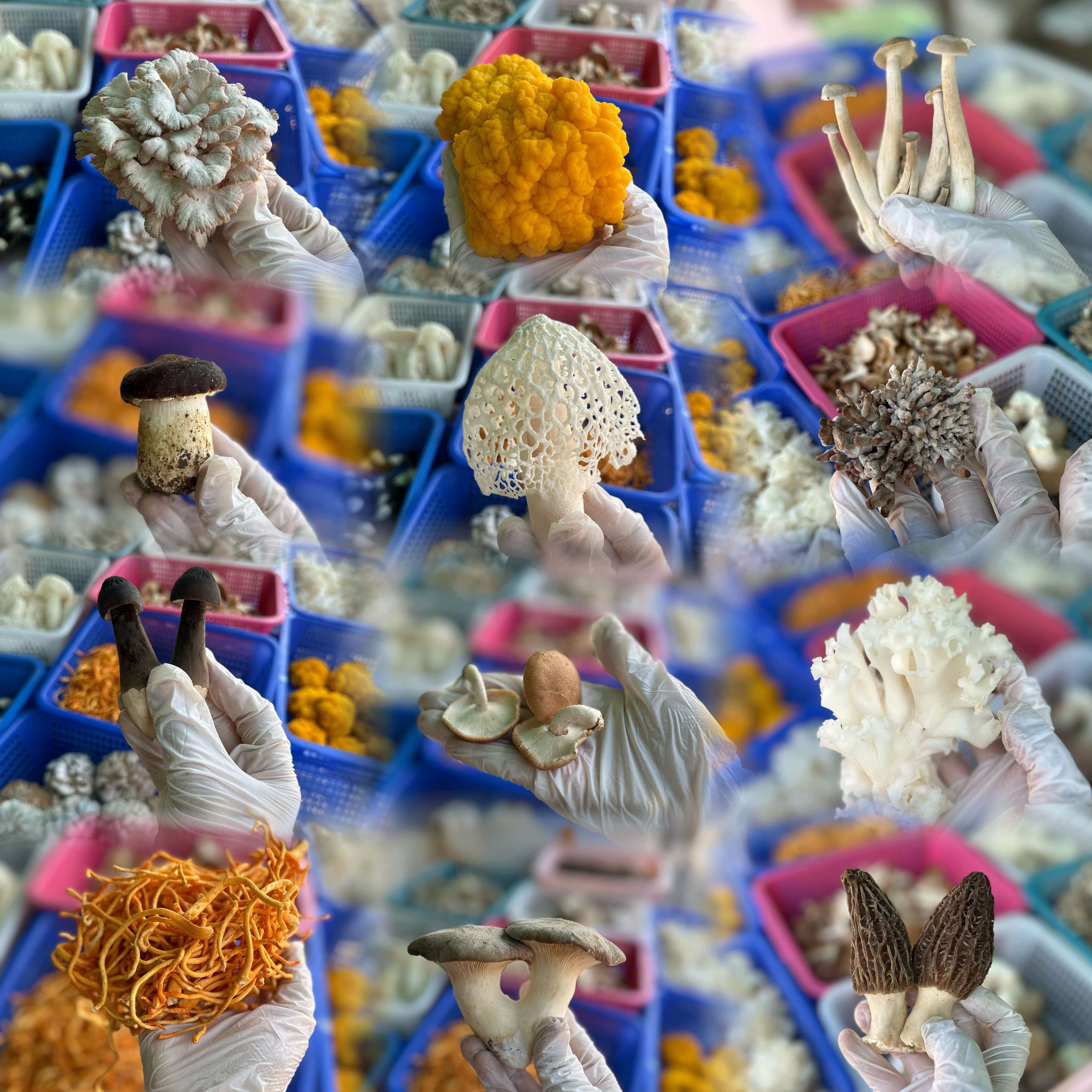 【随心拼】每一款菌菇背后都有一群钟爱粉选自己喜欢的3份起发,水产肉类/新鲜蔬果/熟食,新鲜松茸/菌菇,淘宝优惠券,粉丝福利购,淘宝优惠卷