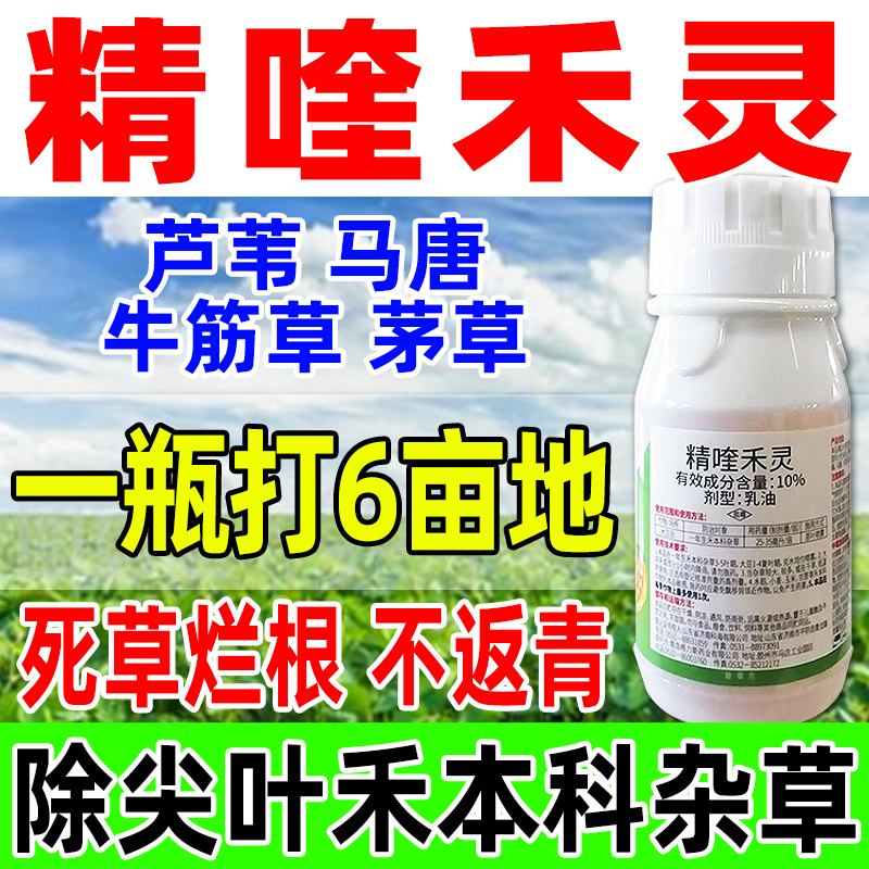 精喹禾灵烂根除草剂芦苇茅草马唐