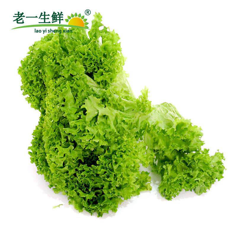 热卖新鲜花叶生菜500g绿萝莎散叶西餐沙拉罗莎绿生菜