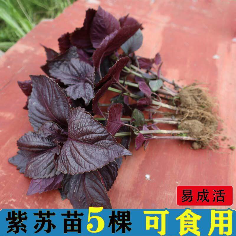 热销可食用紫苏苗湖南老品种大叶紫苏全紫带土阳台栽种去腥味紫苏