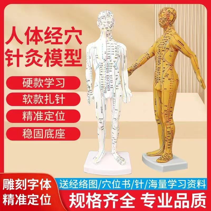 中医针灸穴位人体模型超清晰十二经络小皮人人体针灸模型男女模型