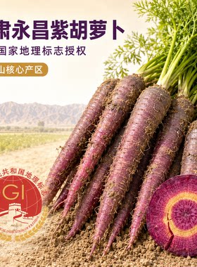 甘肃永昌紫胡萝卜富含花青素