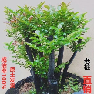 名贵小叶紫檀盆景树桩室内花卉植物办公桌面绿植树苗四季 常青盆栽