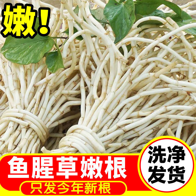 5斤现挖新鲜鱼腥草嫩根贵州四川特产折耳根野节节根野菜