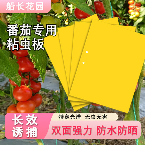 粘虫板菜地番茄果园盆栽小圣女果双面诱苍蝇防虫黄板番茄网套袋