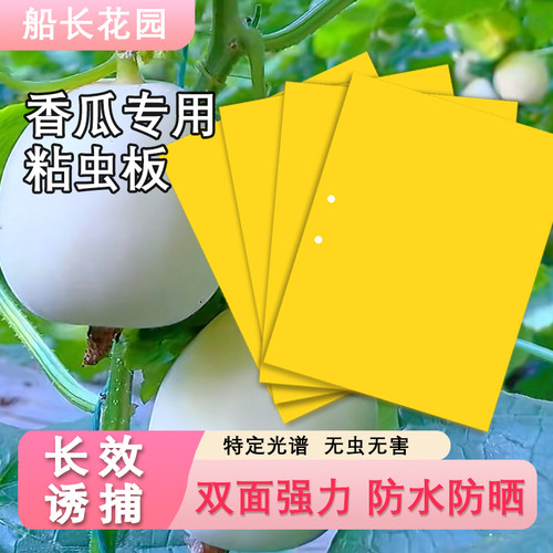 粘虫板菜地果园甜哈密瓜花卉盆栽双面强力诱粘苍蝇黄板香瓜网套袋