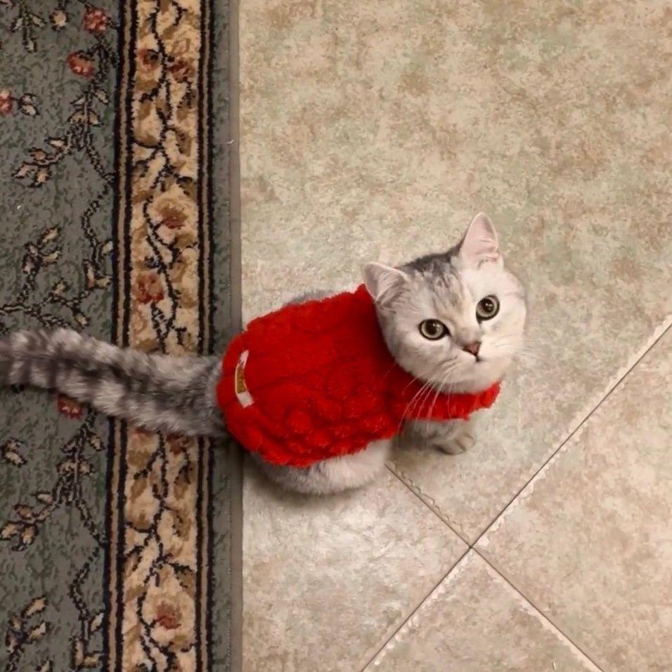 新年喜庆防掉毛拜年服猫咪同穿