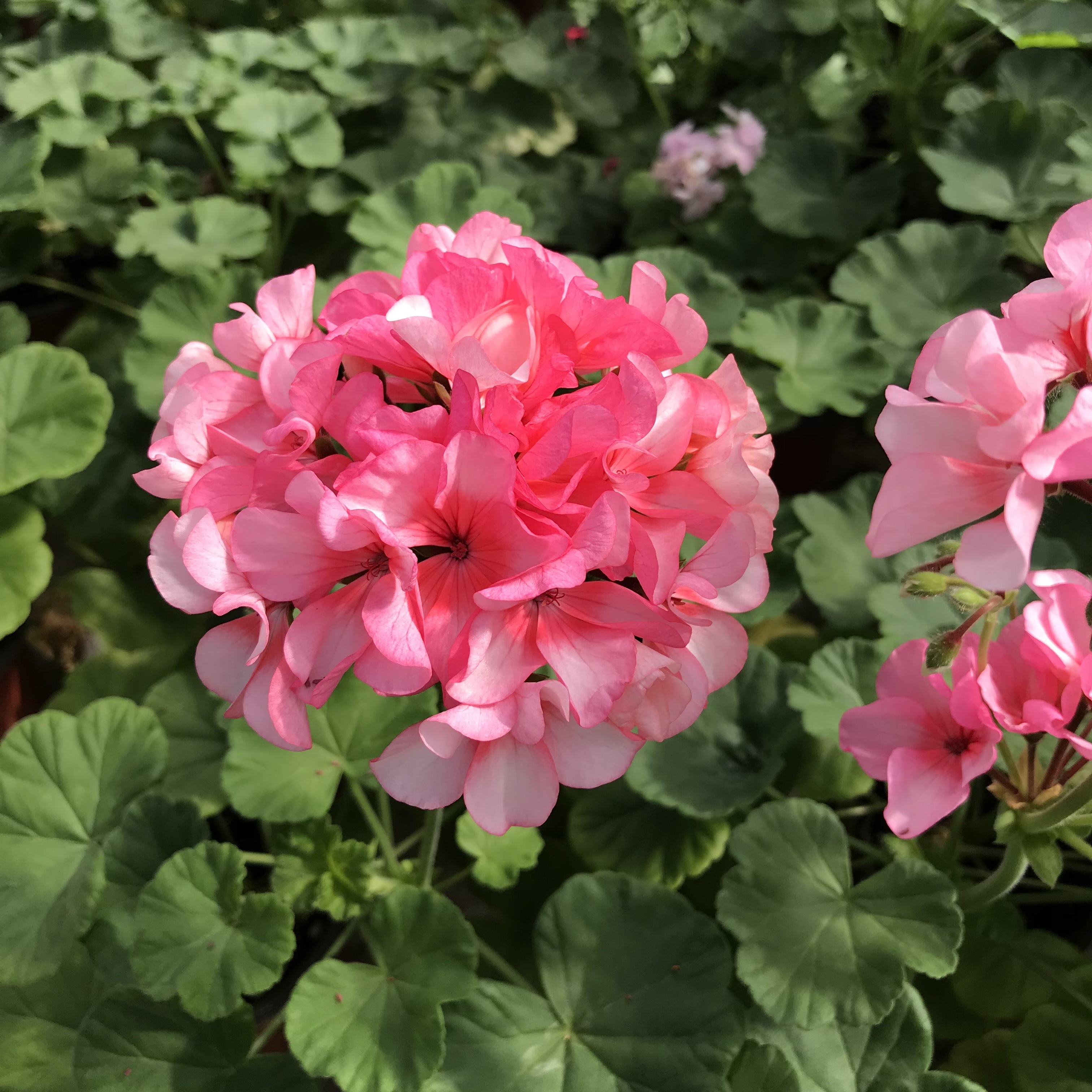 天竺葵盆栽植物室内好养开花不断