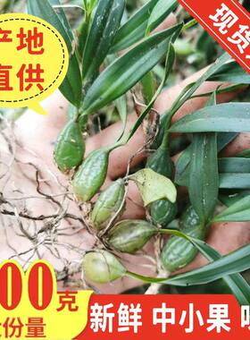广东野生散装中药材止咳润肺特级