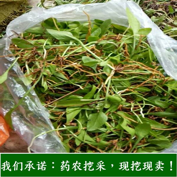 一支箭草带根现釆新鲜野生100克250克1000克中草药材现采现发干货