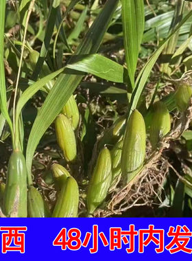 广州野货石橄榄清肺润喉化痰养生