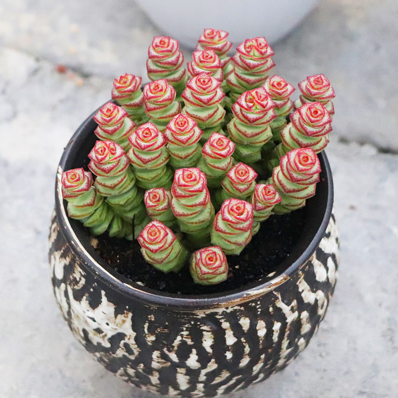 钱串锦彩色钱串子群生多头老桩多肉植物组合小盆栽办公室绿植花卉