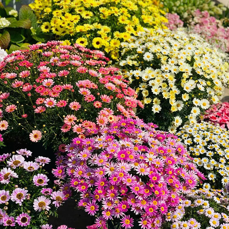 玛格丽特花种籽子孑一年四季播种易活糖果菊小雏菊庭院阳台室内外