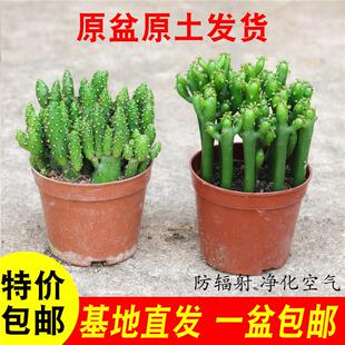 光棍树膨彭珊瑚树摇钱树招财手多肉植物办公室内盆栽绿植特价包邮