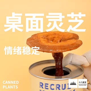 十八夏至招财灵芝罐头绿植物小盆栽办公室内桌面盆景情绪稳定礼物