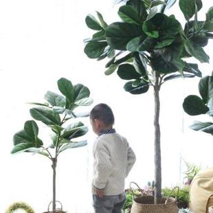 飾 西西里北歐ins落地綠植仿真琴葉榕假樹大盆栽辦公室商鋪擺件裝