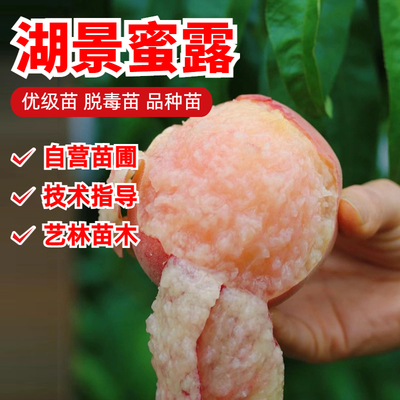 湖景蜜露水蜜桃树苗嫁接7月成熟