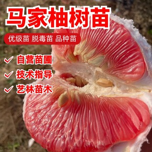 红心马家柚树苗嫁接柚子苗红肉柚子树苗南北方盆地栽大苗当年结果