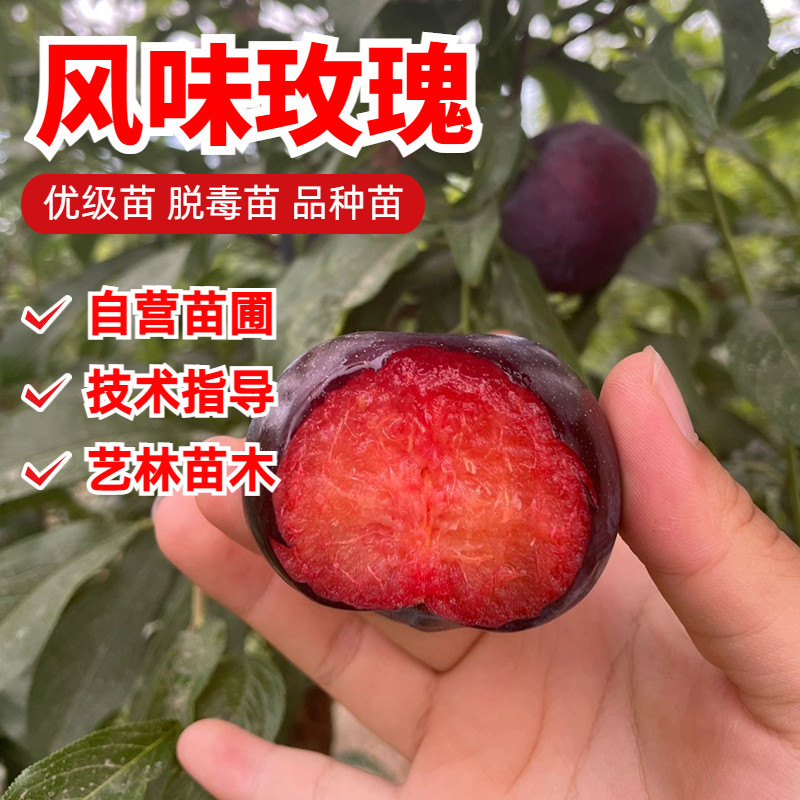 美国杏李苗风味玫瑰李子树苗早熟红肉嫁接李子苗南北方种植果树苗