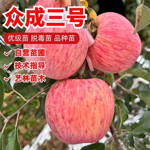 嫁接烟台红富士苹果苗矮化短枝冰糖心条纹红众成三号苹果树苗耐寒