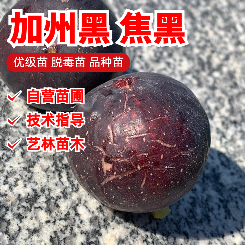 加州黑焦黑无花果树苗矮化阳台盆栽南方北方种植庭院地栽当年结果