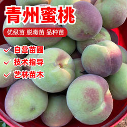 特大晚熟脆甜青州蜜桃苗嫁接桃树苗盆栽南方北方种植耐寒当年结果