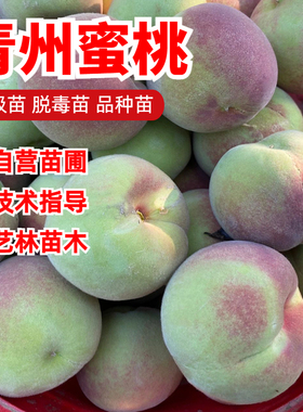 特大晚熟脆甜青州蜜桃苗嫁接桃树苗盆栽南方北方种植耐寒当年结果