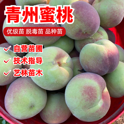 青州蜜桃桃树苗嫁接10月成熟