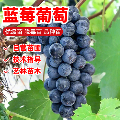 蓝莓葡萄树苗爬藤果树苗