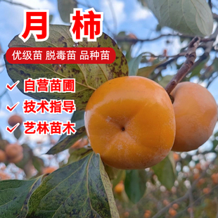 恭城水柿子树苗月柿树苗嫁接软甜脆柿子苗南方北方种植可晾晒柿饼