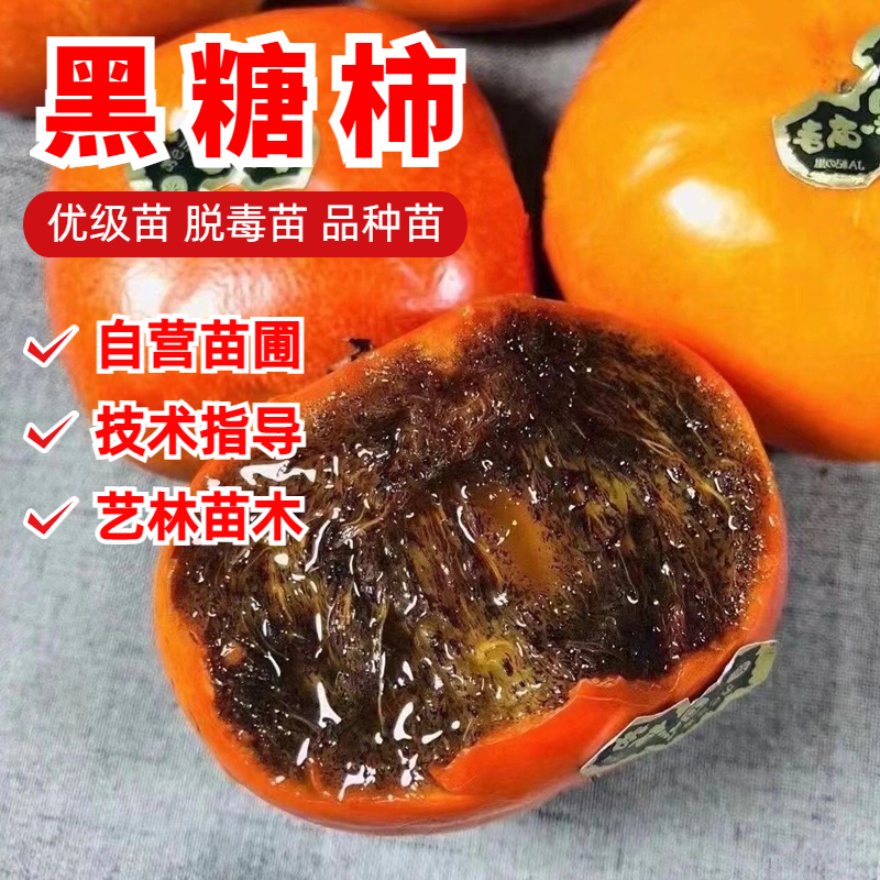 黑糖柿柿子树苗10月成熟大果浓甜