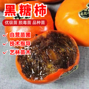 日本和歌山黑柿子树苗盆栽脆甜黑糖柿树苗嫁接庭院地栽当年结果苗