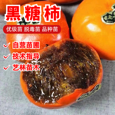 黑糖柿柿子树苗10月成熟大果浓甜