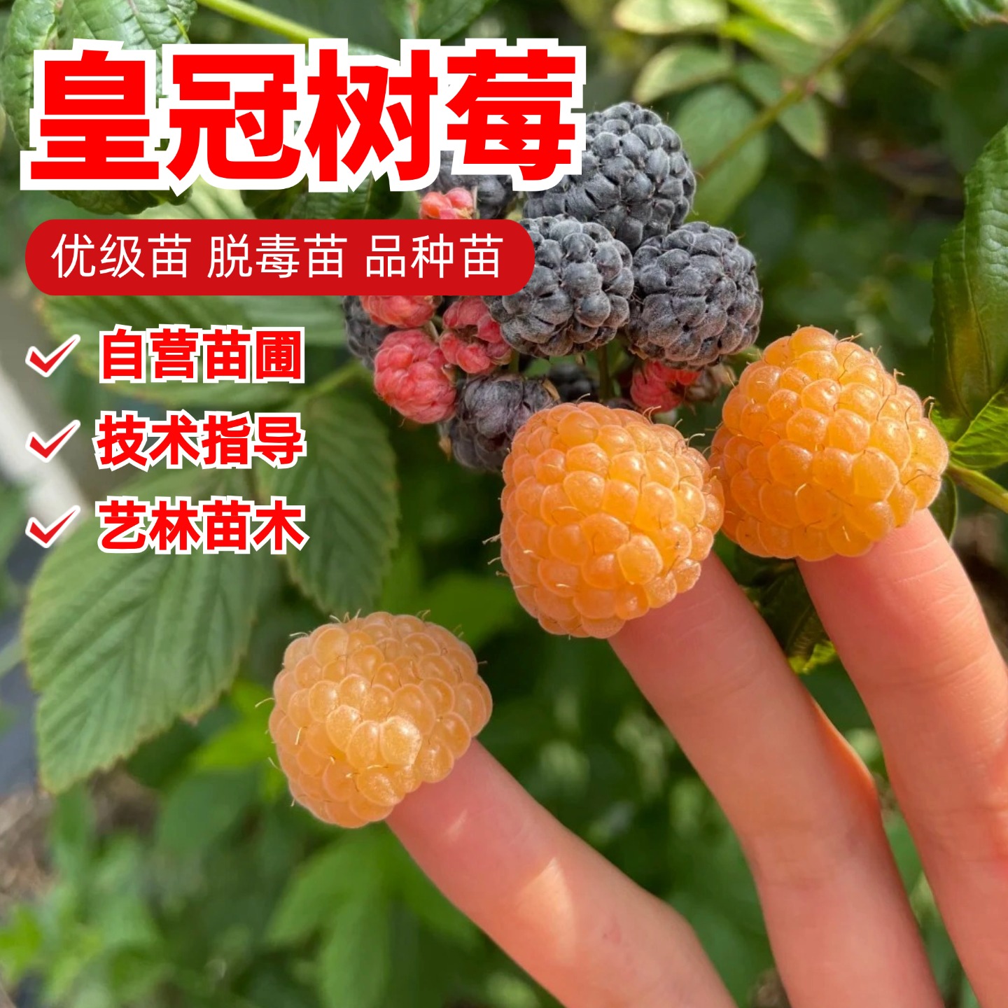 无刺皇冠黄树莓苗双季香甜覆盆子树苗盆栽地栽爬藤果苗南北方种植