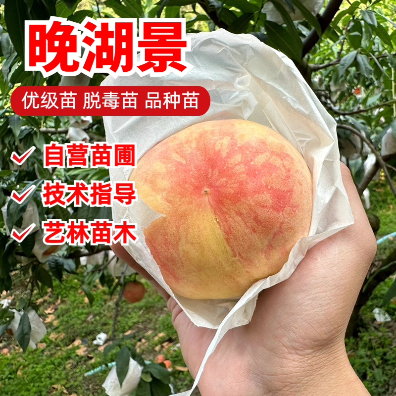 晚湖景水蜜桃树苗嫁接7月成熟
