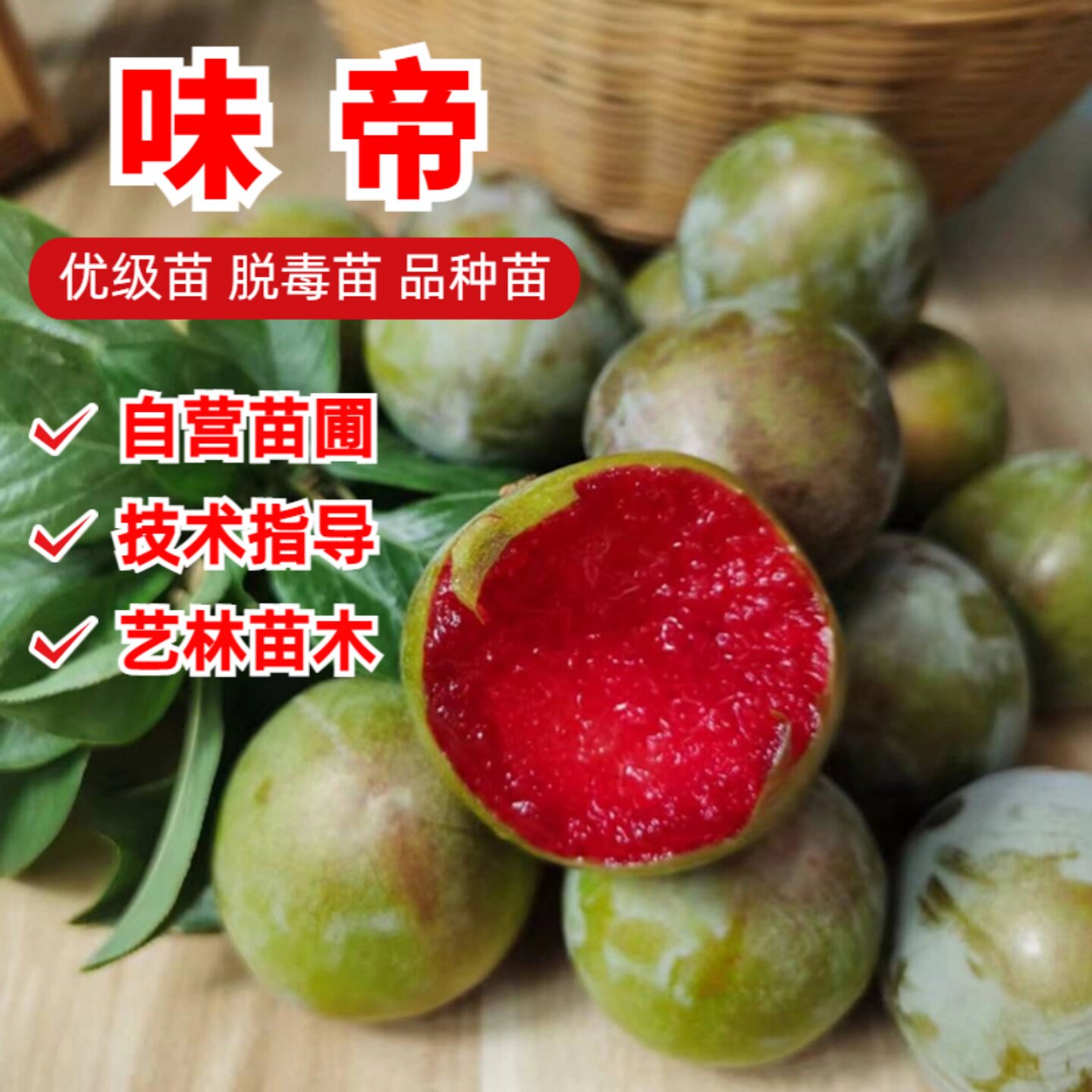 特大青皮红心李子树苗味帝李子苗嫁接脆甜脱骨南方北方种植盆地栽