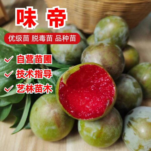 特大青皮红心李子树苗味帝李子苗嫁接脆甜脱骨南方北方种植盆地栽