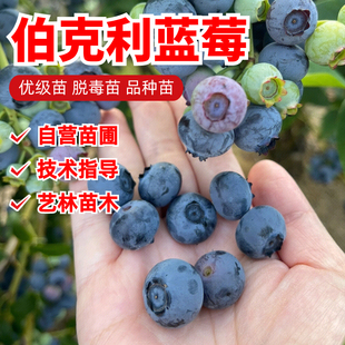 伯克利蓝莓苗盆栽带土发货四季蓝梅树果苗室内阳台南北方当年结果