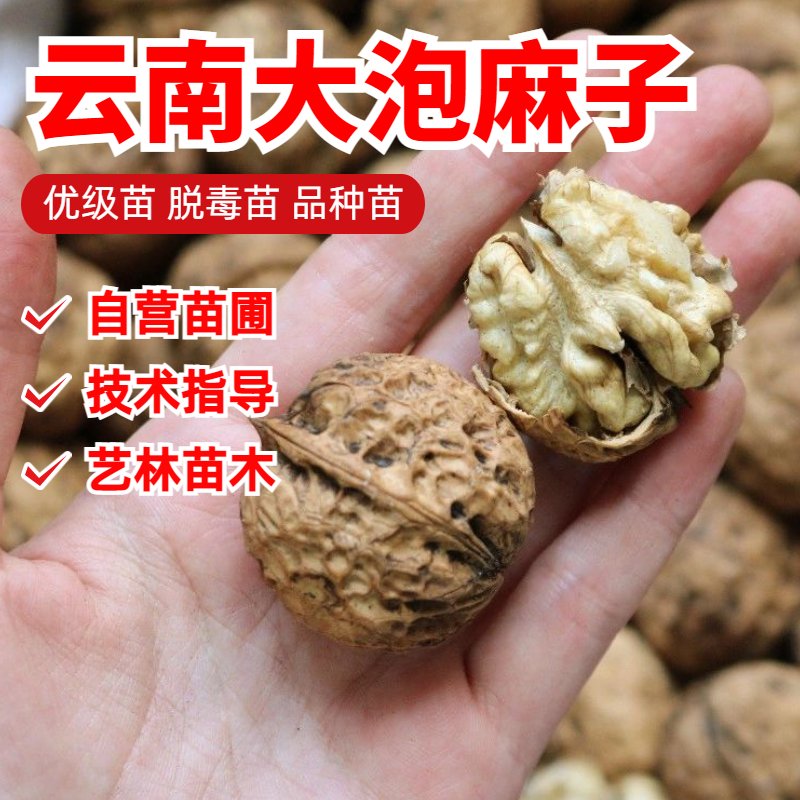 云南漾濞大泡麻子核桃树苗