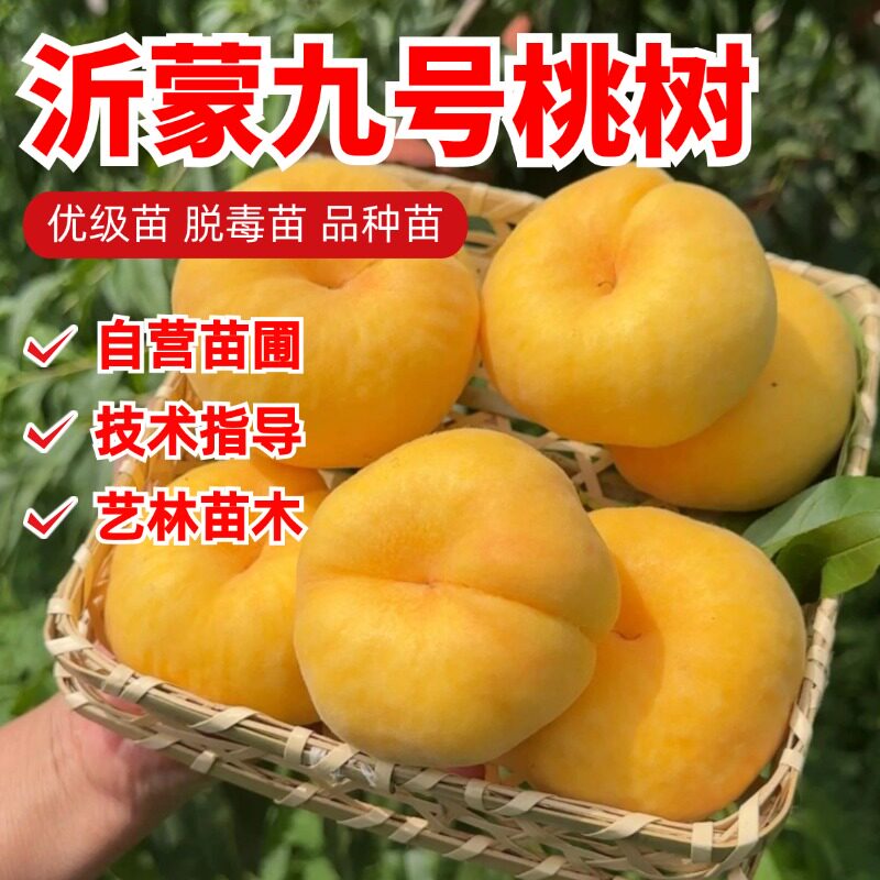 嫁接黄金蟠桃树苗7月毛蟠桃苗脆甜离核扁桃苗盆栽地栽南北方种植