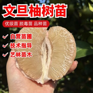 度尾文旦柚子树苗嫁接南北方果树苗浓甜白肉柚子树活苗当年结果苗
