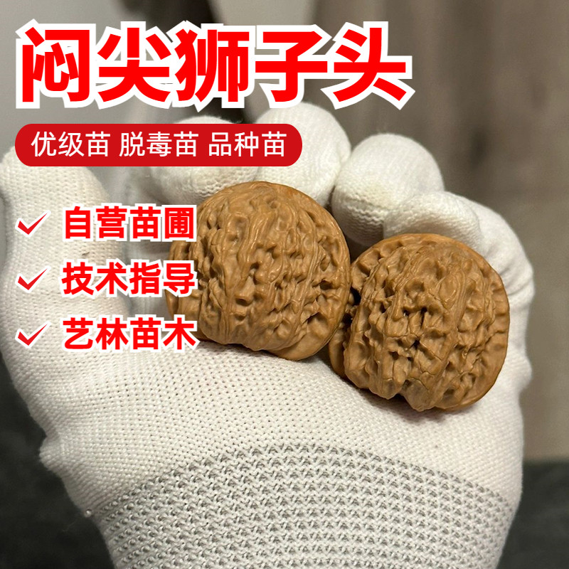 文玩核桃树苗南北方种植闷尖狮子头麦穗虎头把玩麻核桃苗盆栽地栽