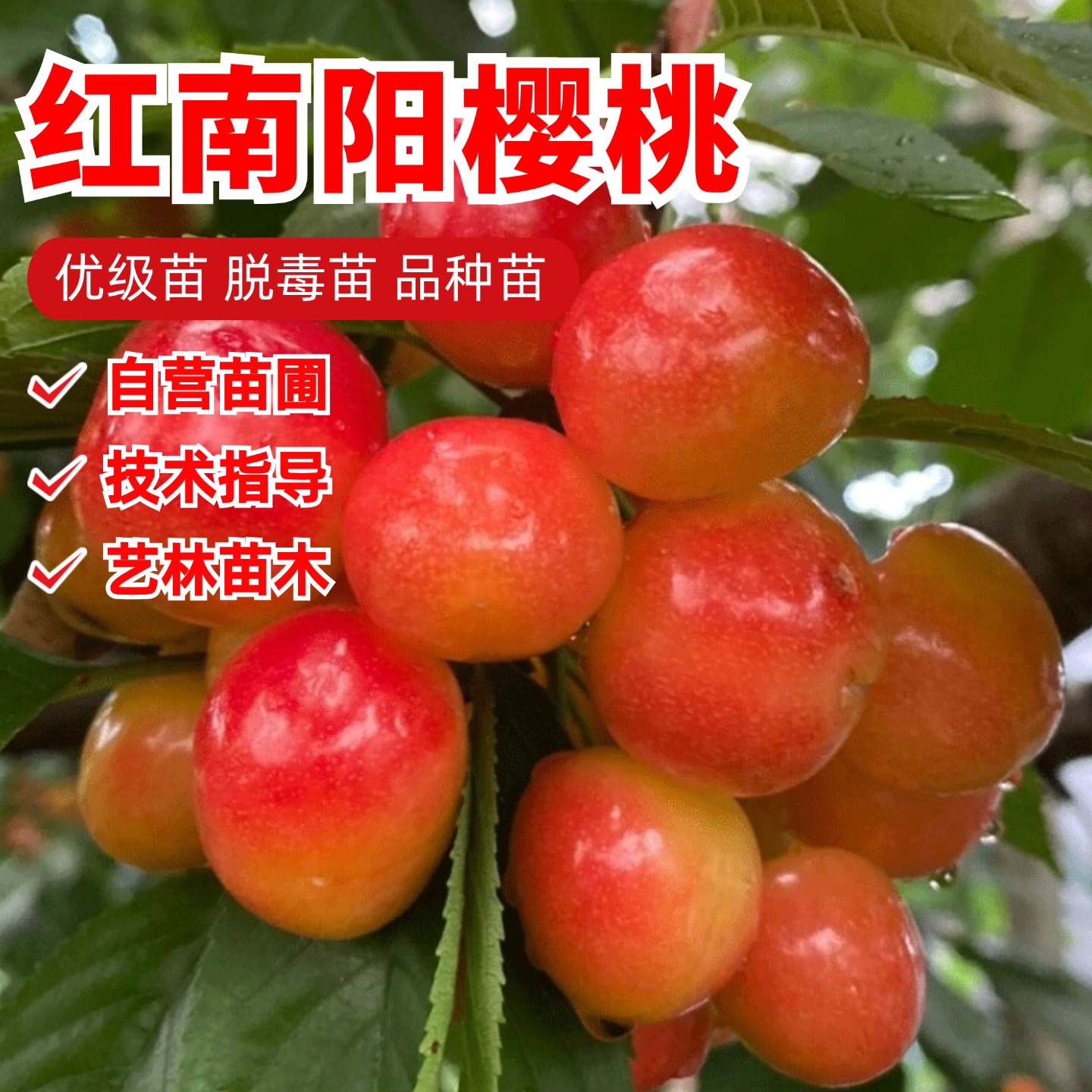 嫁接红南阳樱桃树苗大果黄车厘子苗脆甜大樱桃树盆栽南方北方种植