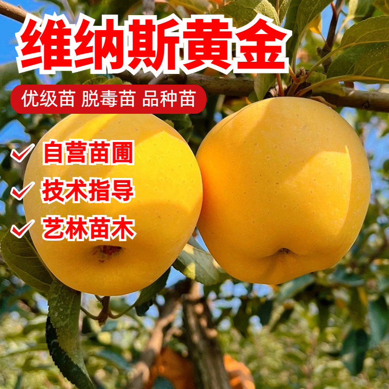 嫁接苹果树苗盆栽庭院地栽维纳斯黄金苹果苗南方北方种植当年结果