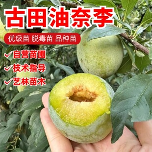 古田油奈李子树苗特大脆甜青奈李桃形李子苗庭院盆栽脱骨李子果苗