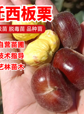 迁西板栗树苗嫁接燕山早丰3113板栗苗甜糯特大栗子苗盆栽庭院地栽