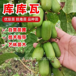 库库瓦软枣猕猴桃树苗四季 盆栽阳台庭院北方南方种植耐寒当年结果