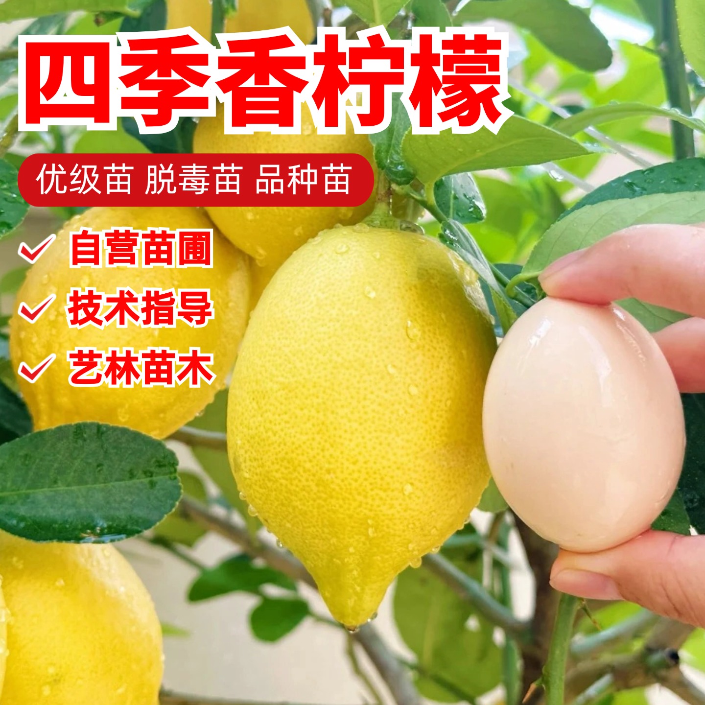 四季香水柠檬树苗嫁接酸甜柠檬苗盆栽阳台地栽南北方种植当年结果
