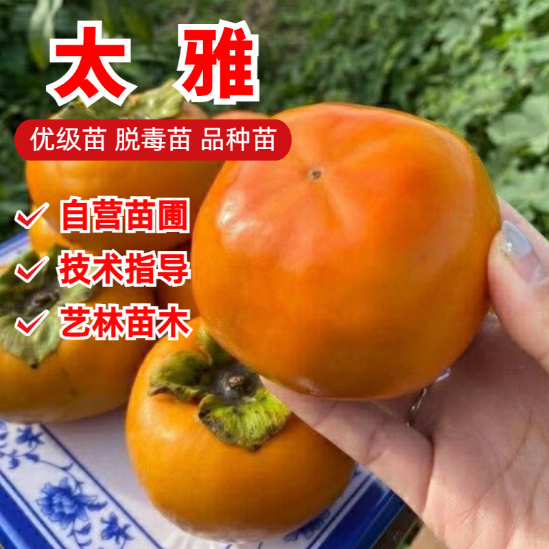 日本太雅柿子树苗无核甜脆柿子苗南北方种植庭院盆栽地栽当年结果