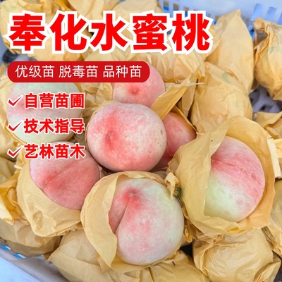 水蜜桃苗正宗奉化水蜜桃树苗特大嫁接地栽庭院盆栽当年结果水果苗